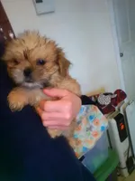 Peanut, a male Shih Tzu for sale in Shippensburg, PA – Photo 4 of 4