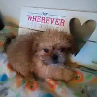 Peanut, a male Shih Tzu for sale in Shippensburg, PA – Photo 1 of 4