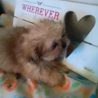 Peanut, a male Shih Tzu for sale in Shippensburg, PA – Photo 3 of 4