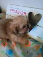 Peanut, a male Shih Tzu for sale in Shippensburg, PA – Photo 3 of 4