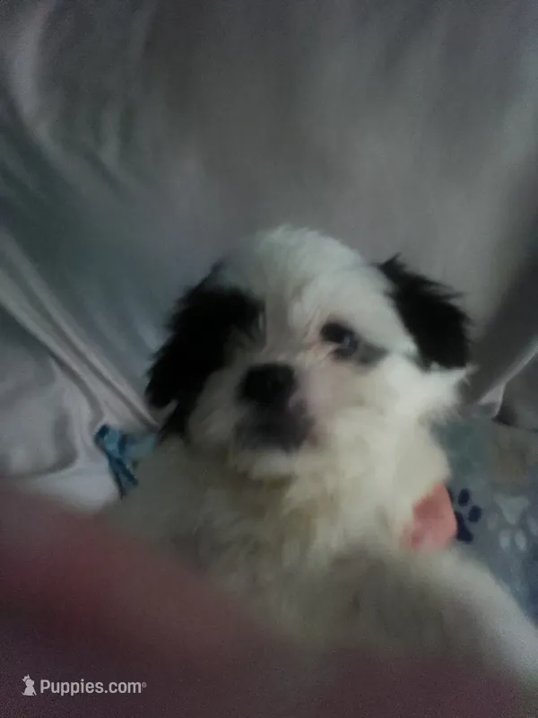 Lou – Shih Tzu puppy for sale in Shippensburg, PA