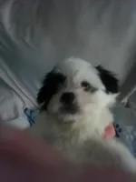Lou, a female Shih Tzu for sale in Shippensburg, PA – 1 of 7