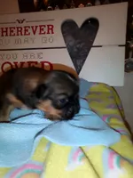 Lusious , a male Shih Tzu for sale in Shippensburg, PA – 5 of 7