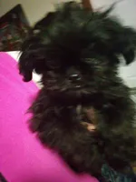 Whimpy, a male Chihuahua and Shih Tzu for sale in Shippensburg, PA – Photo 3 of 4