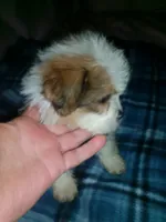 Lumpy, a male Shih Tzu for sale in Shippensburg, PA – 2 of 10
