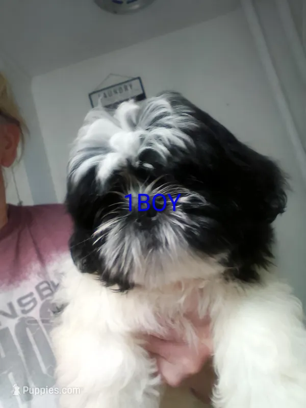Simmon – Shih Tzu puppy for sale in Shippensburg, PA