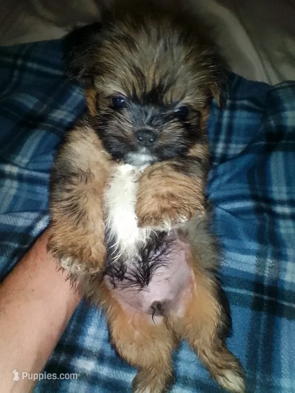 Benni – Shih Tzu puppy for sale in Shippensburg, PA