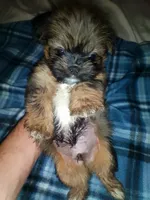 Benni, a male Shih Tzu for sale in Shippensburg, PA – 1 of 9