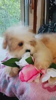 Lumpy, a male Shih Tzu for sale in Shippensburg, PA – 7 of 9