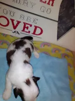 Able, a male Shih Tzu for sale in Shippensburg, PA – 4 of 4