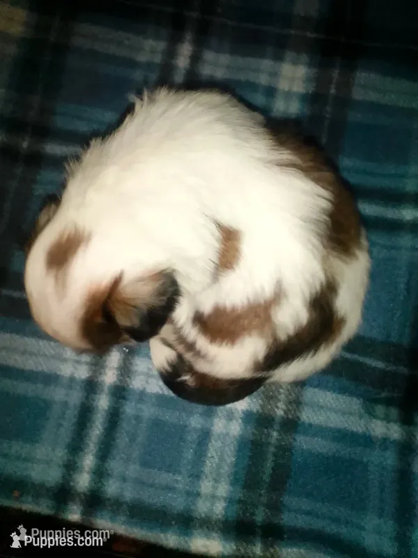 Able – Shih Tzu puppy for sale in Shippensburg, PA