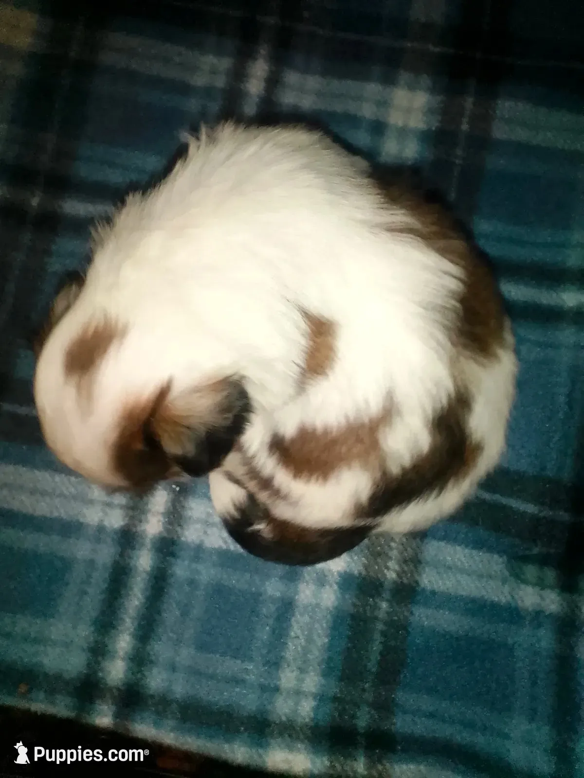 Able, a male Shih Tzu for sale in Shippensburg, PA – 1 of 9
