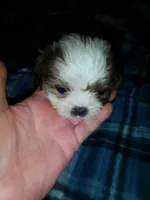 Able, a male Shih Tzu for sale in Shippensburg, PA – 8 of 9