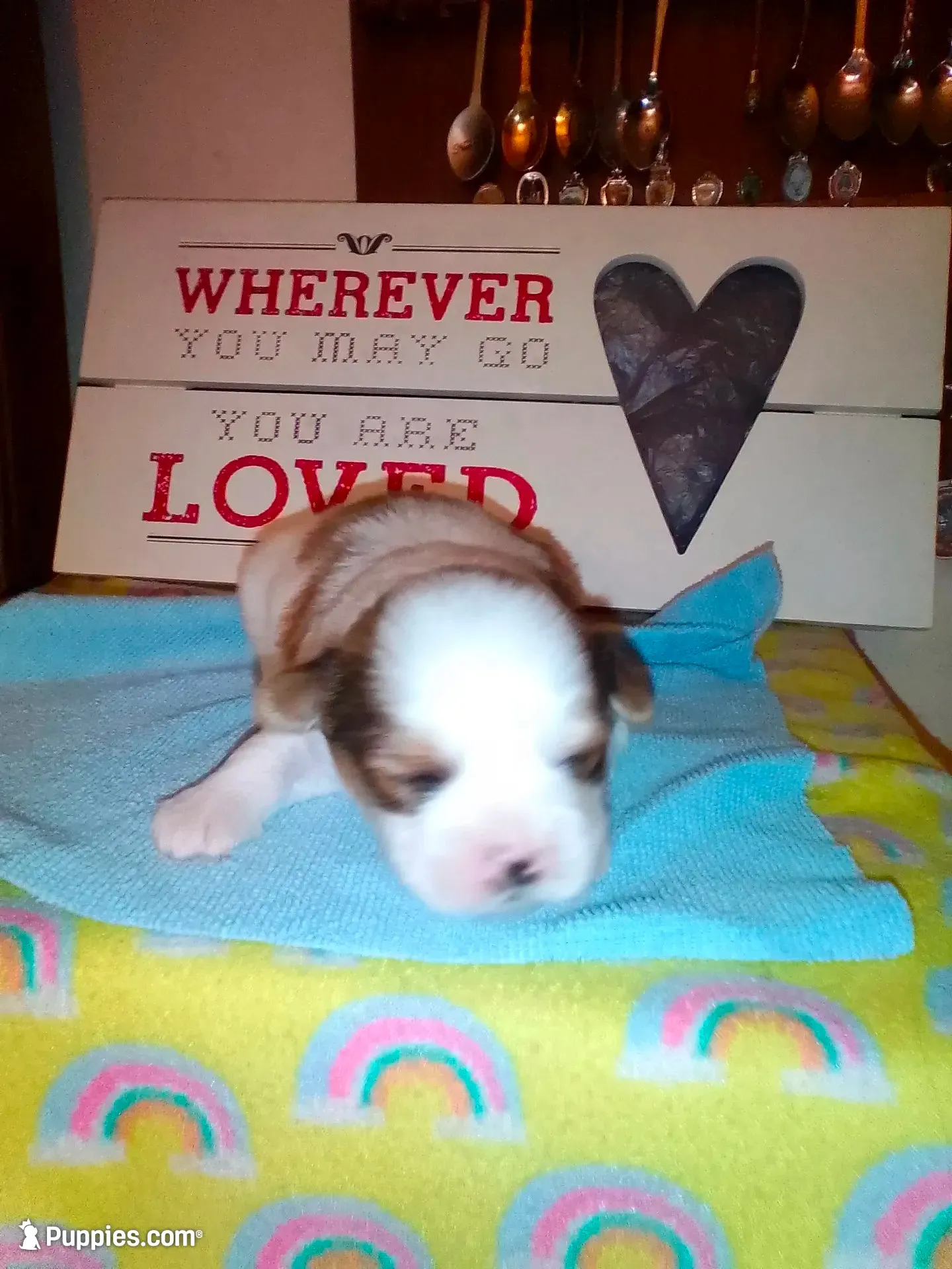 Lumpy, a male Shih Tzu for sale in Shippensburg, PA – 6 of 10