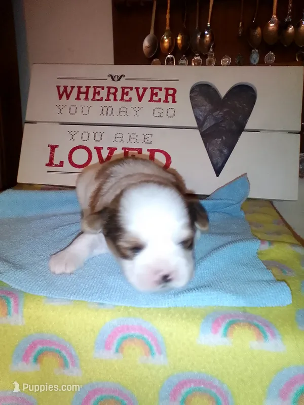 Lumpy – Shih Tzu puppy for sale in Shippensburg, PA