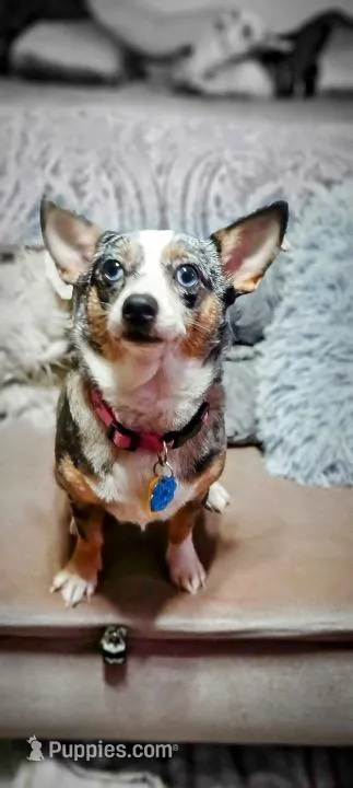 Roxy – Chihuahua puppy for sale in Shippensburg, PA