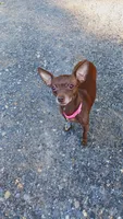 Jazzy, a female Chihuahua for sale in Shippensburg, PA – 3 of 3