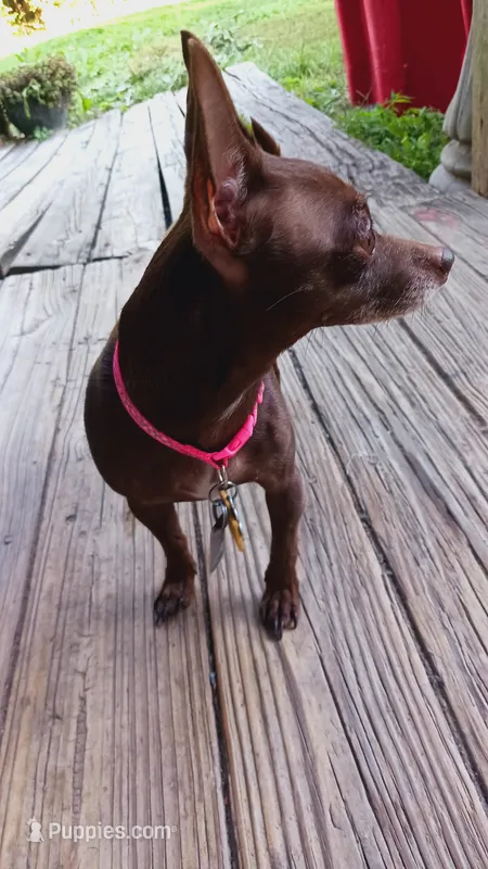 Jazzy – Chihuahua puppy for sale in Shippensburg, PA