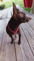Jazzy, a female Chihuahua for sale in Shippensburg, PA – 1 of 3