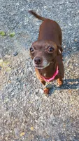 Jazzy, a female Chihuahua for sale in Shippensburg, PA – 2 of 3