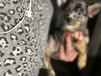 Chase, a male Chihuahua for sale in Shippensburg, PA – Photo 2 of 4