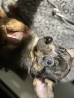 Chase, a male Chihuahua for sale in Shippensburg, PA – Photo 3 of 4