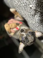 Chase, a male Chihuahua for sale in Shippensburg, PA – Photo 4 of 4