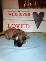 Brice, a male Shih Tzu for sale in Shippensburg, PA – 2 of 3