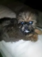Benni, a male Shih Tzu for sale in Shippensburg, PA – 6 of 9