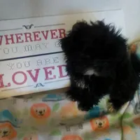 Diva, a female Shih Tzu for sale in Shippensburg, PA – Photo 2 of 3