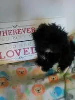 Diva, a female Shih Tzu for sale in Shippensburg, PA – Photo 2 of 3