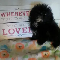 Diva, a female Shih Tzu for sale in Shippensburg, PA – Photo 1 of 3