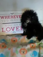 Diva, a female Shih Tzu for sale in Shippensburg, PA – Photo 1 of 3