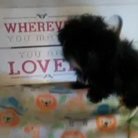 Diva, a female Shih Tzu for sale in Shippensburg, PA – Photo 3 of 3