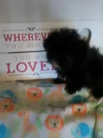 Diva, a female Shih Tzu for sale in Shippensburg, PA – Photo 3 of 3