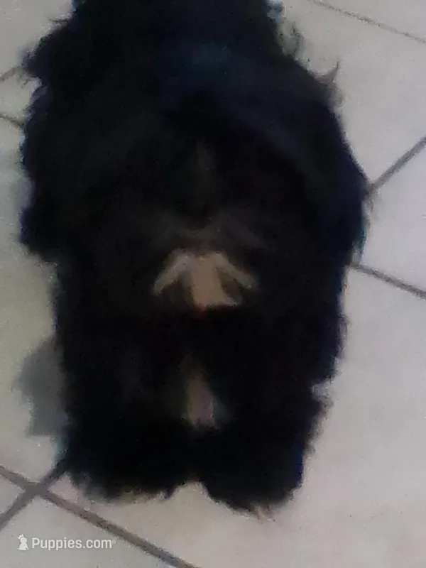 Diva – Shih Tzu puppy for sale in Shippensburg, PA