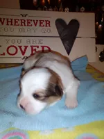 Lumpy, a male Shih Tzu for sale in Shippensburg, PA – 3 of 5