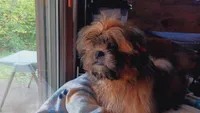 Benni (small), a male Shih Tzu for sale in Shippensburg, PA – 5 of 7