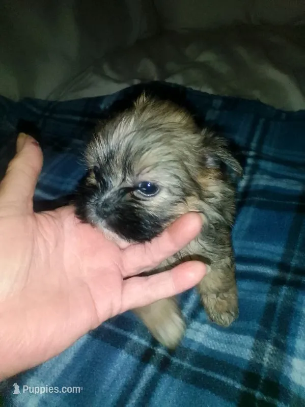 Brice – Shih Tzu puppy for sale in Shippensburg, PA