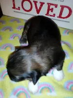 Buttons, a female Shih Tzu for sale in Shippensburg, PA – 4 of 4