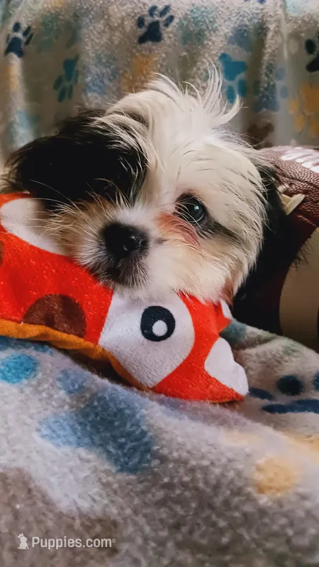 Lou. (Small) – Shih Tzu puppy for sale in Shippensburg, PA