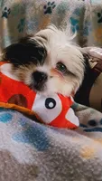Lou. (Small), a female Shih Tzu for sale in Shippensburg, PA – 3 of 8