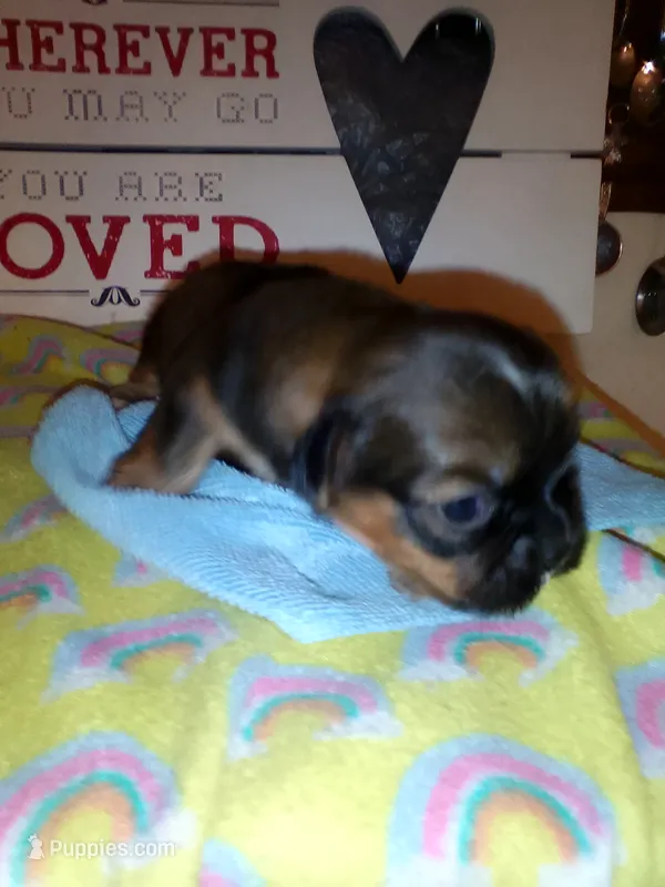 Lusious  – Shih Tzu puppy for sale in Shippensburg, PA