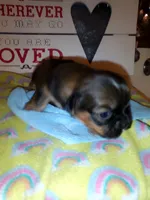 Lusious , a male Shih Tzu for sale in Shippensburg, PA – 1 of 7