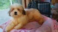 Lumpy, a male Shih Tzu for sale in Shippensburg, PA – 4 of 9