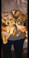 stoney, a male Chihuahua for sale in Shippensburg, PA – Photo 1 of 4