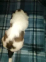 Able, a male Shih Tzu for sale in Shippensburg, PA – 6 of 9