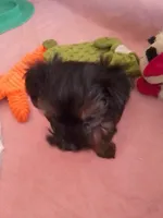 Zamya, a female Yorkshire Terrier for sale in Shippensburg, PA – 3 of 3