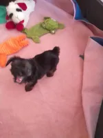 Zamya, a female Yorkshire Terrier for sale in Shippensburg, PA – 2 of 3