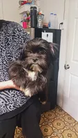 Domino, a male Shih Tzu for sale in Shippensburg, PA – 5 of 6